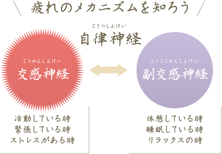 疲れのメカニズムを知ろう/自律神経(交感神経・副交感神経)